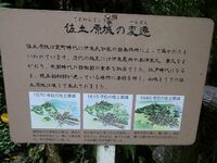 Sadowarajô (84).JPG