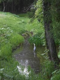 SomaNakamura (10).JPG