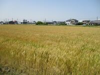 MikawaNemunokijou (4).jpg