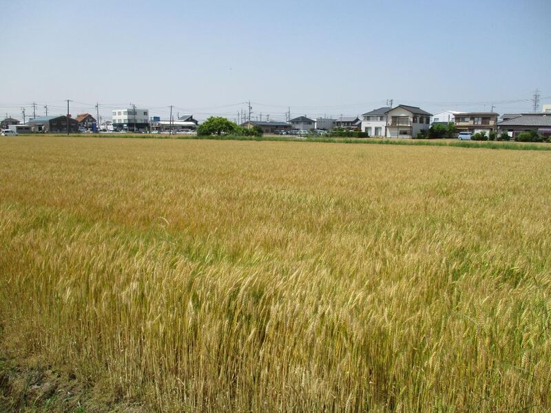 File:MikawaNemunokijou (4).jpg