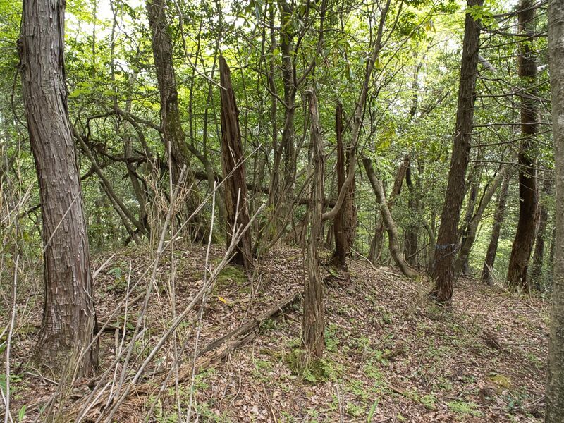 File:Iwasakiyama14.jpg
