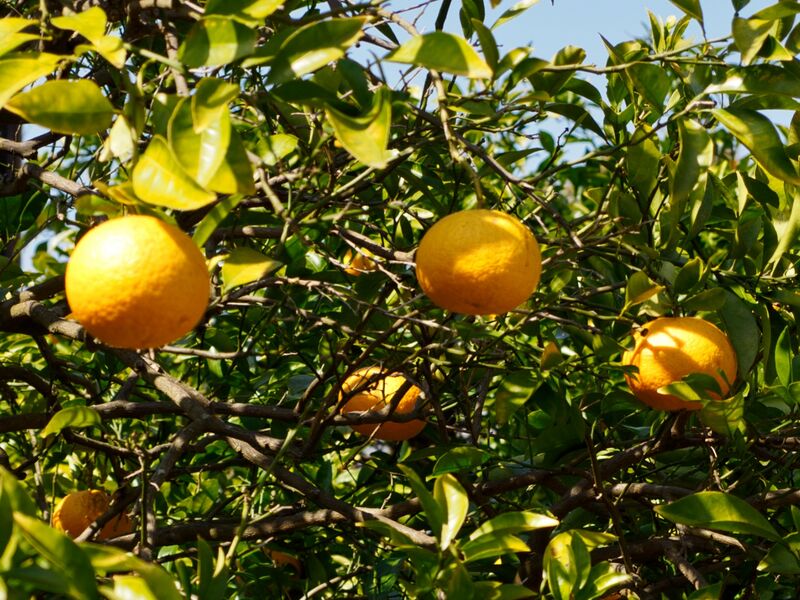 File:Hagiwalls19.jpg