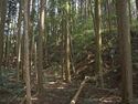 Ogawanakanokoka16.jpg