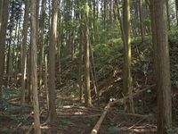 Ogawanakanokoka16.jpg