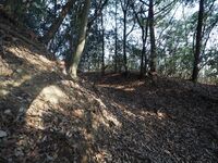 Yamana28.jpg