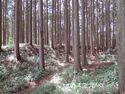 Furumiyajou (4).JPG