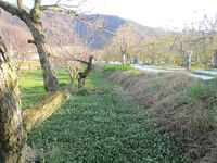 OyanagiInoueYakata (6).JPG