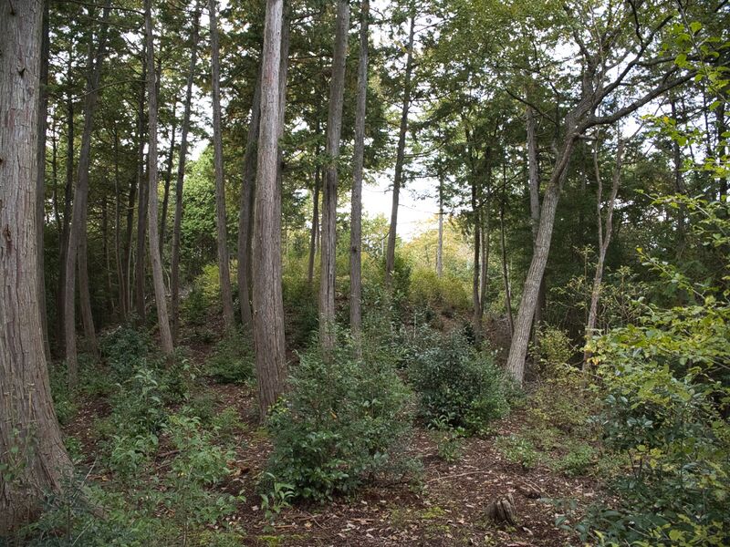 File:Hannyajitanba3.jpg