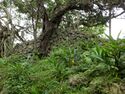 Nanzan Castle Ray 3.jpg