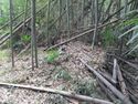 KaiChikuzenbaraToride (6).JPG