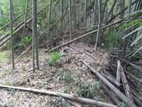 KaiChikuzenbaraToride (6).JPG