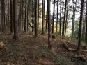 Koideyakatakyoto6.jpg
