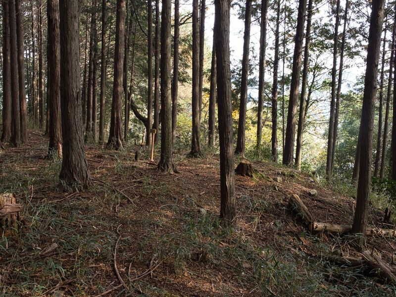 File:Koideyakatakyoto6.jpg