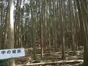 Ogawanakanokoka20.jpg