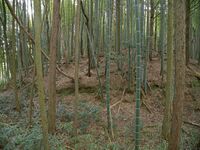 Ogawanishinokoka36.jpg
