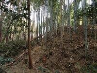 Takenaka22.jpg