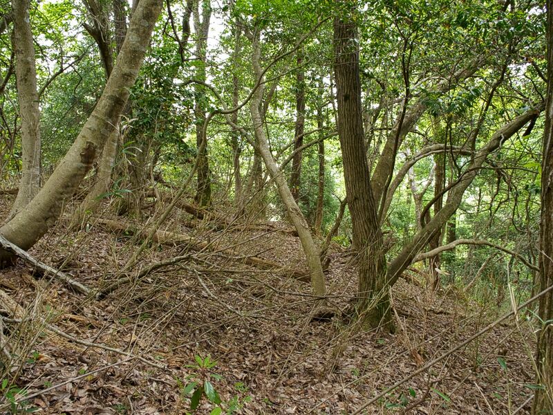 File:Iwasakiyama11.jpg