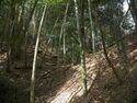 Ogawanishinokoka14.jpg
