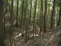 Ogawanishinokoka25.jpg