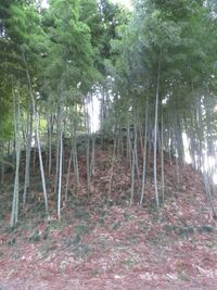 Urizurajou (8).JPG