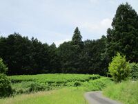 DamineYashiki (1).jpg