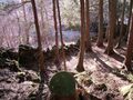 Thumbnail for version as of 17:06, 11 February 2025
