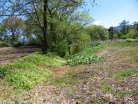 SakurazakaueToride (11).JPG