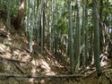 Shimoyamakita17.jpg