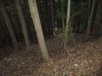 MaruyamaKoyajou (4).JPG