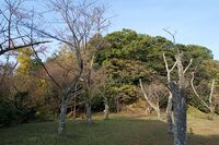 Hamada28.jpg