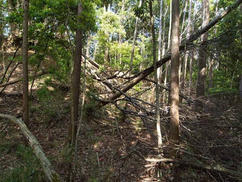File:Kokururi5.jpg