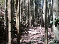 Hakoyanagijou (13).JPG