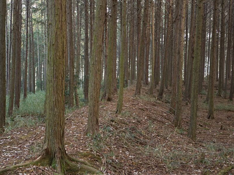File:Koideyakatakyoto22.jpg