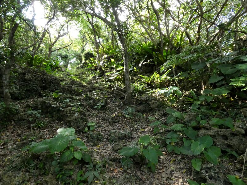 File:Kakinohana Castle Ray 3.jpg