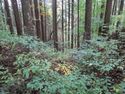 KisoFukushimajou15.JPG