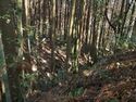 Kokashingushi25.jpg