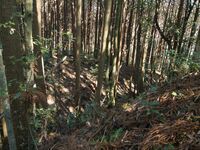 Kokashingushi25.jpg