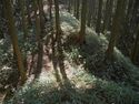 Ogawanakanokoka4.jpg
