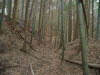 Ogawanishinokoka32.jpg