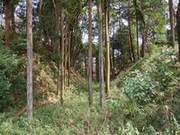 Takiyama46.jpg