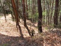 ChikumaUenoyamajou (22).JPG