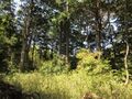 Thumbnail for version as of 13:10, 30 June 2022