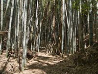 Shimoyamakita1.jpg