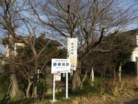 Shobata23.jpg