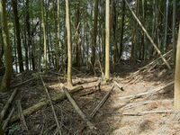 Ogawanakanokoka25.jpg