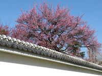 MitojouKoudoukanA003.jpg