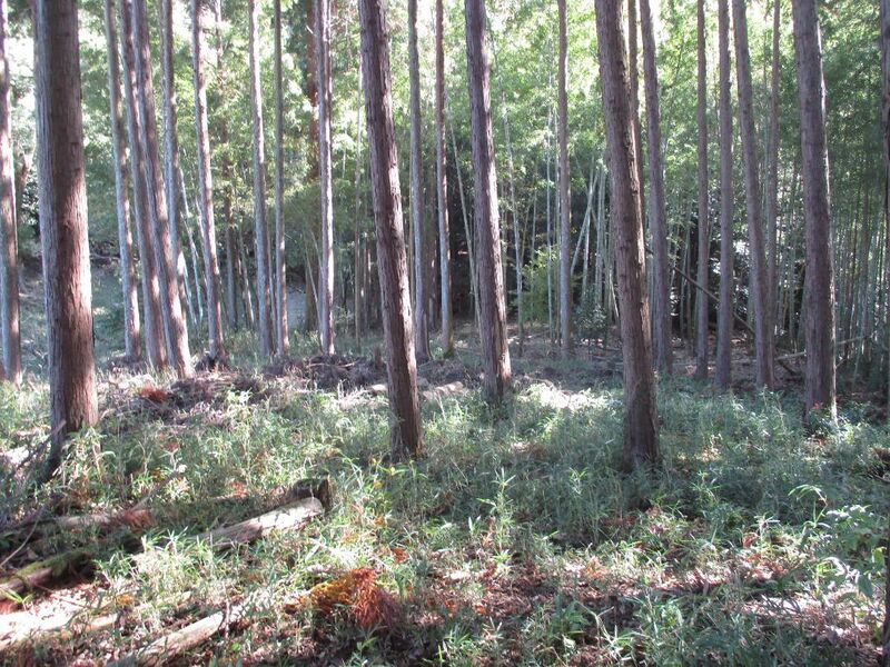 File:MikawaTomokyuujou (2).jpg
