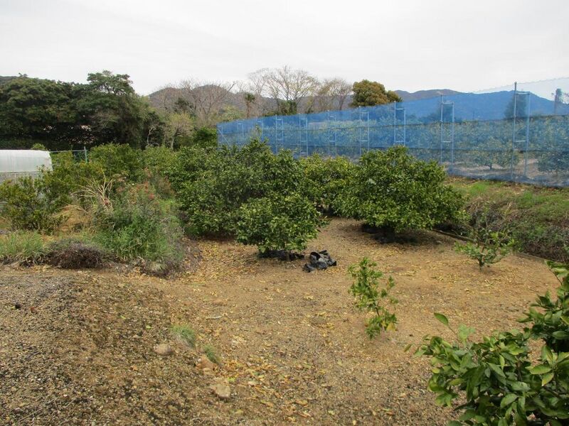File:Nojijou046.jpg
