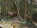 Tsuchiyamakoka12.jpg