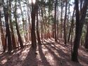 萩倉砦14.6Terracing.JPG